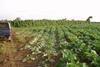 Warning to brassica growers over virus