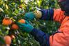 Citrus harvest AU nutrano 2