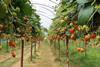 Estavana strawberry Elsoms