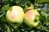 Südtirol_VI.P_Golden_Delicious_am_Baum_2010.JPG