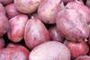 US pears Red Anjou