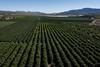 Citrus groves Western Cape South Africa Adobe Stock