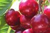 Northwest cherries