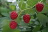 Angus' raspberries caught the eye