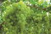 Die Ernte von kernlosen Traubensorten ist in Spanien und Italien gestartet.