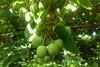 Giumarra Seeka kiwiberries