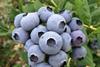 Naturipe blueberries
