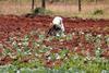 Kenyan grower