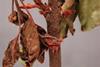 Italian kiwifruit canker