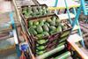Galilee avocados