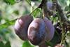 D'Agen plum