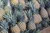 CR pines set to overtake bananas
