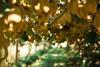 Zespri kiwifruit orchard hanging fruit