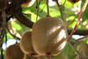 Chile kiwifruit