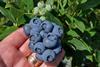 MerryBerry blueberries