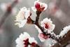 Aprikosenblüten im Frost - KI-generiertes Bild