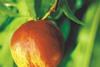 Nectarines are the main export fruit from the region