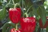 Spanish temperatures hit crop growth