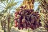 Natural Delights Medjool dates