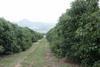 Chilean avocado exports slip