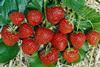 Ukraine: Senkung der Erdbeerimporte um 88 Prozent