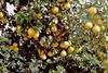 Grapefruit on tree
