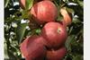 French apples