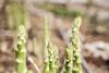 Asparagus_Wye Valley -2254