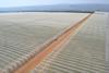 Grapes under netting South Africa