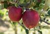 Sassy apples on tree