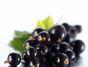 Blackcurrants in MRSA link