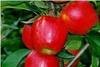 Kent-grown Rubens makes its UK market debut