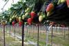 Tesco lauds English strawberry season