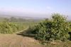 Output from Tucuman's lemon trees has fallen