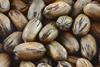 AU pecans