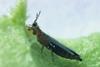 Defra is making a substantial investment in research projects to tackle thrips and other pests