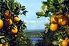 Southern Hemisphere citrus