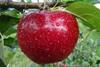 Bio Valvenosta apple variety Natyra-vip