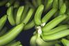 Tropensturm Isaias bedroht Bananenproduktion