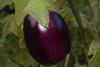 ripe-eggplant-2759947_1920