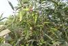Pigeon pea plants