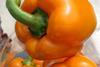 NL_Gewächshaus-Paprika.JPG