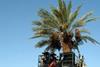 Israeli date yields blossom