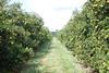 Florida citrus