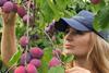 Chambers has reported an excellent plum season