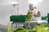 Kronen installiert Salatverarbeitungslinie in Uruguay