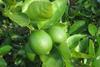 MX Persian limes