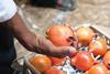 Fruitnet Pomegranate India