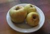Antonovka is one of the main apples grown in Russia