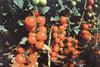 Delta damages Canary crops